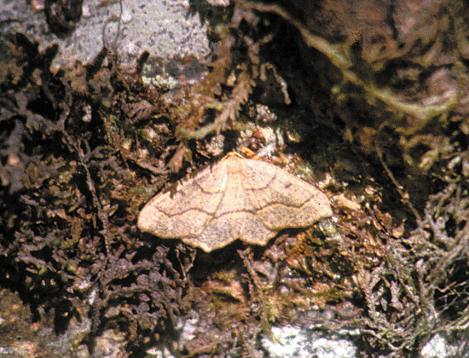 Western hemlock looper adult