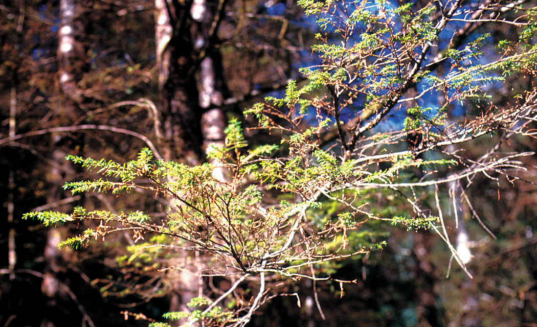 Western hemlock looper damage