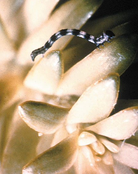 Western hemlock looper young larvae