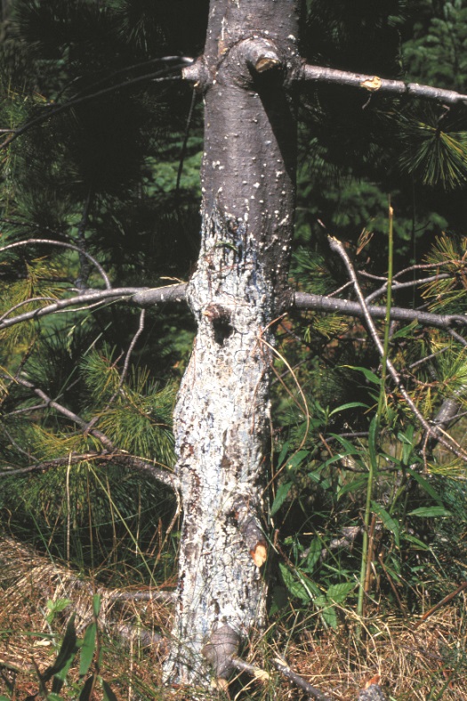 Sap-like ooze