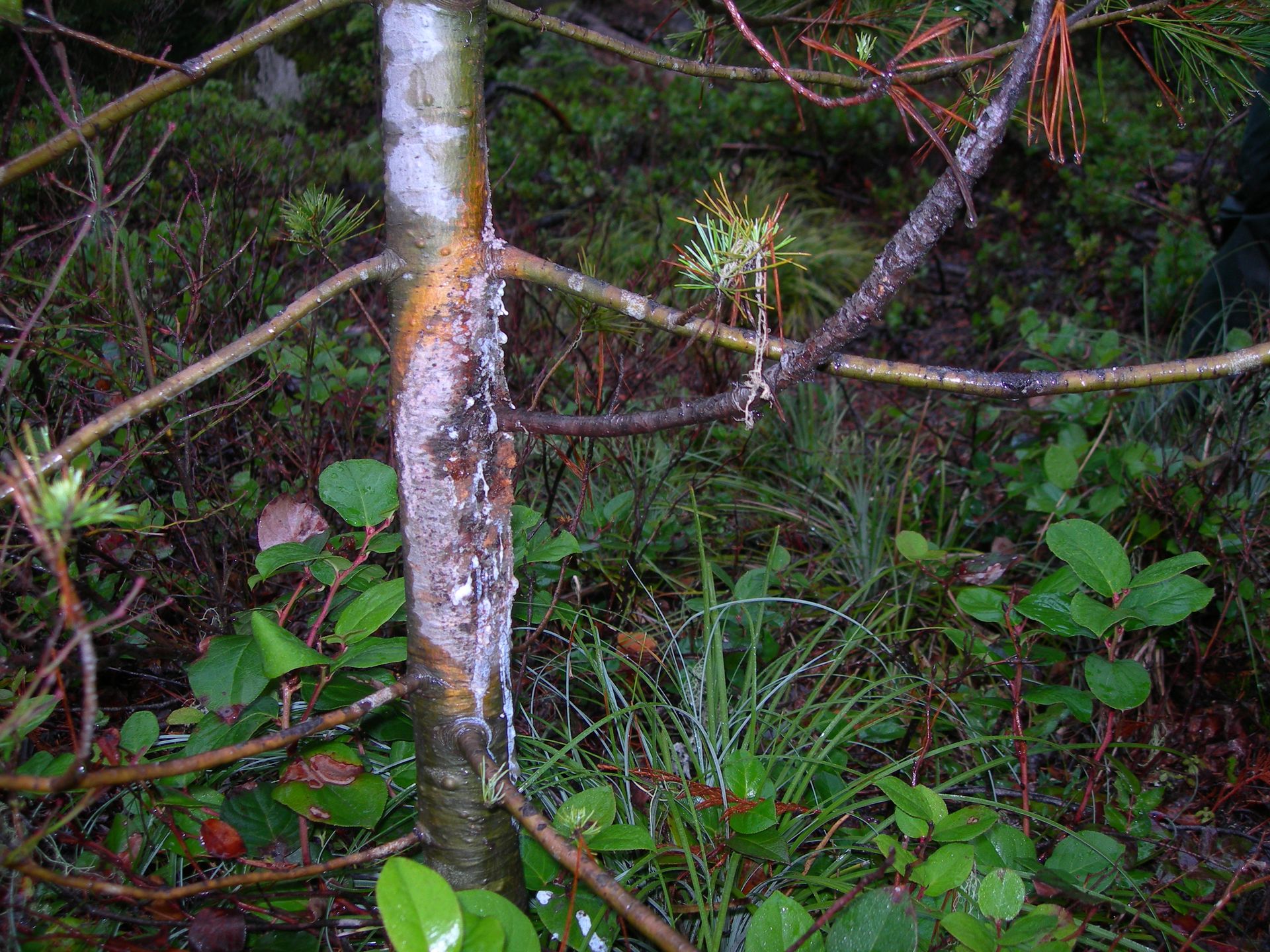 Swollen main stem
