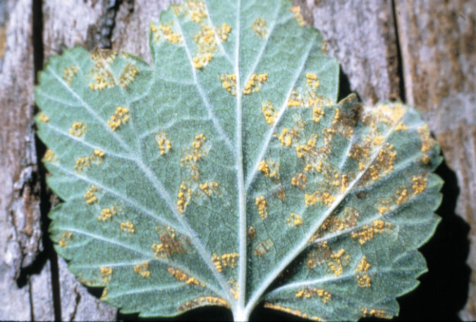 Tendrils on leaves