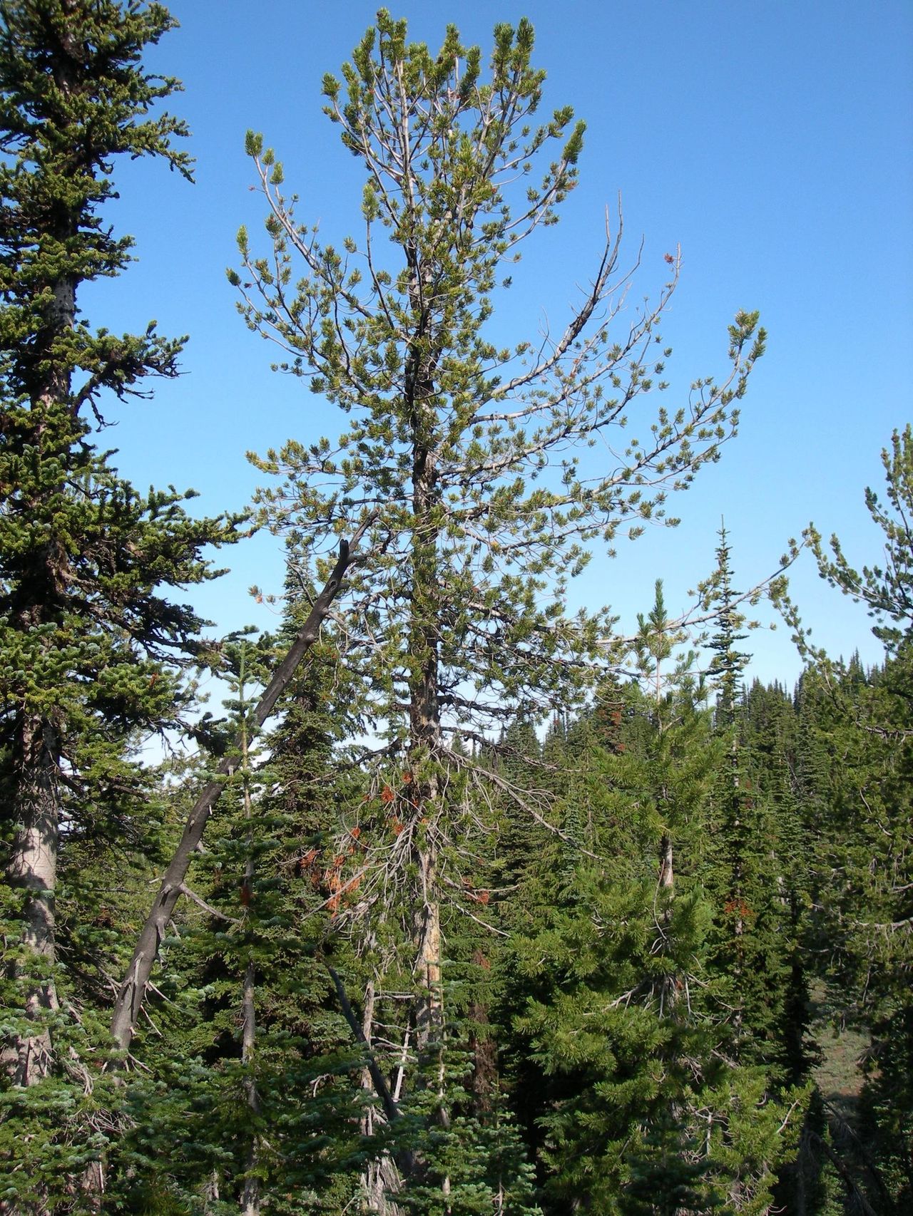 White pine blister rust infection