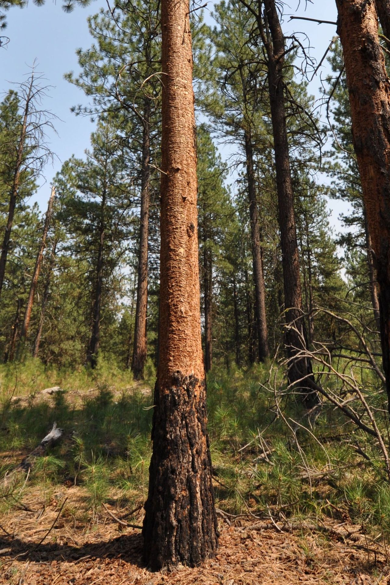 old damage causing bark to fall off tree