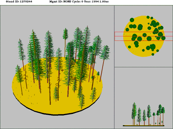 Eastside Mixed Conifer Forest