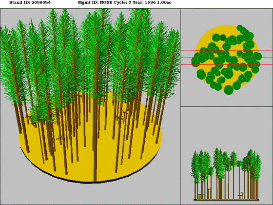 Westside Lowland Conifer-Hardwood Forest