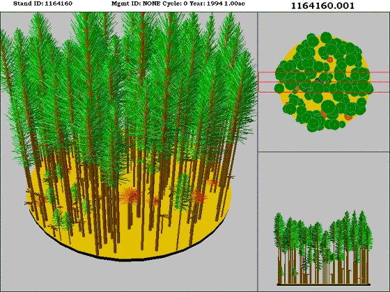 Westside Lowland Conifer-Hardwood Forest