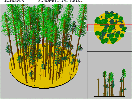Westside Lowland Conifer-Hardwood Forest