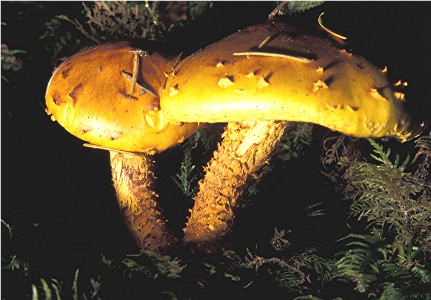 Fruiting bodies