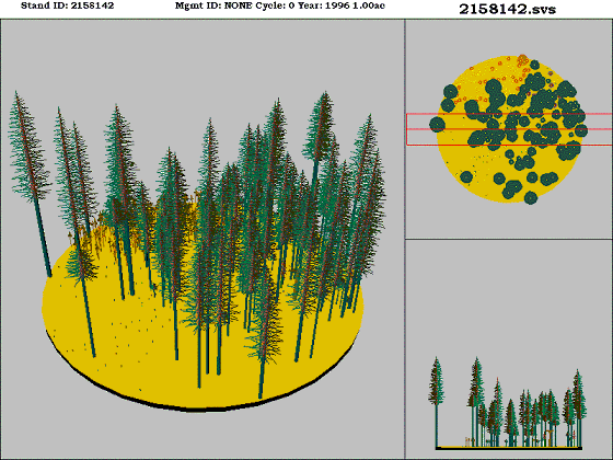 Montane Mixed Conifer Forest