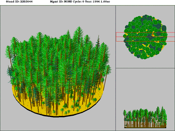 Westside Lowland Conifer-Hardwood Forest