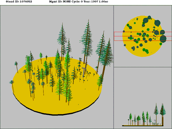 Westside Lowland Conifer-Hardwood Forest