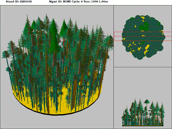Westside Lowland Conifer-Hardwood Forest